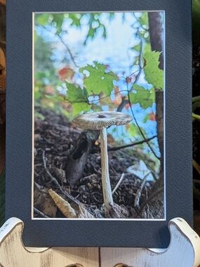 Original Mushroom Photography 5x7 Dark Blue Matted Print
